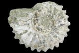 Bumpy Ammonite (Douvilleiceras) Fossil - Madagascar #103057-1